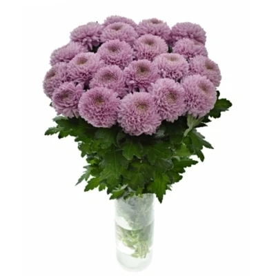 Chrysantéma G VANYA PINK