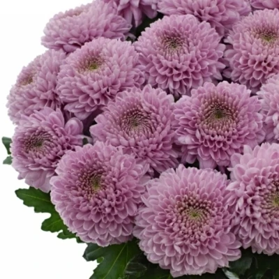 Chrysantéma G VANYA PINK