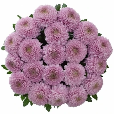 Chrysantéma G VANYA PINK