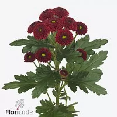 Chryzantéma SAN AAA PURPETTA RED 1300g