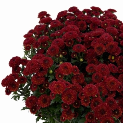 Chrysantéma SAN AAA PURPETTA RED
