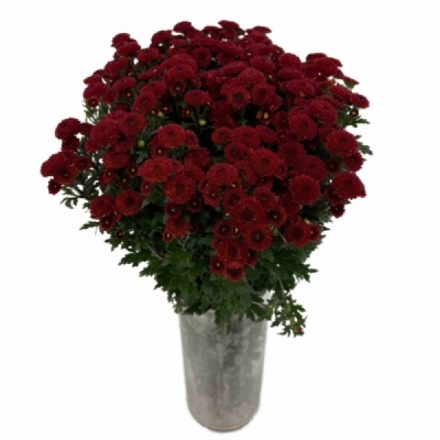 Chrysantéma SAN AAA PURPETTA RED