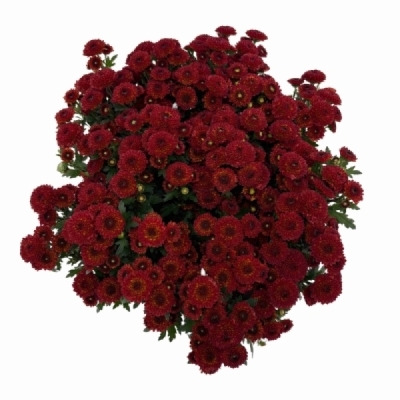 Chrysantéma SAN AAA PURPETTA RED