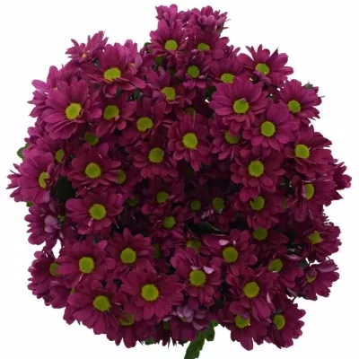 Chrysantéma T MEMPHIS DARK 85g