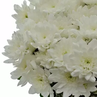 Chrysantéma T PINA COLADA 65g