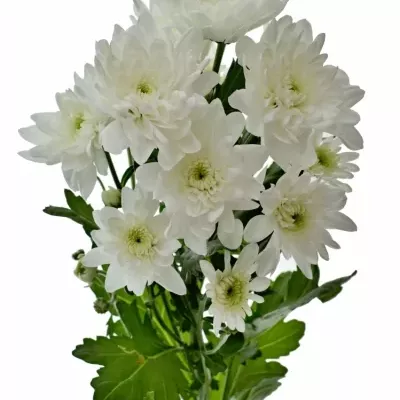 Chrysantéma T PINA COLADA 65g