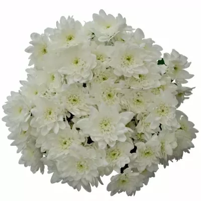 Chrysantéma T PINA COLADA 65g