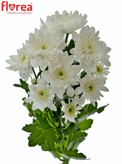 Chrysantéma T PINA COLADA 65g