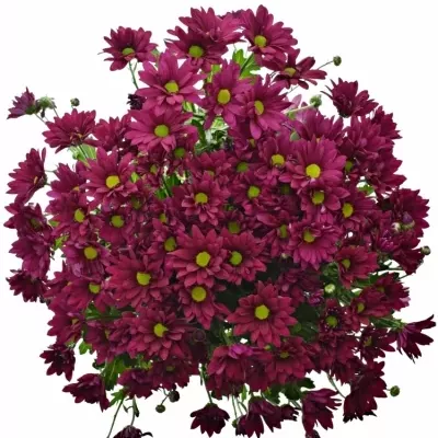 Chrysantéma T PURPLE STAR 95g