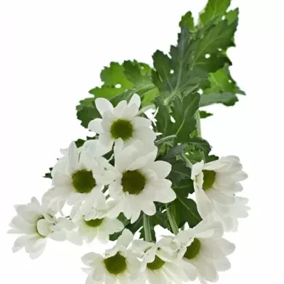 Chrysantéma TR ARISTOTLE75g