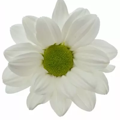Chrysantéma TR ARISTOTLE75g