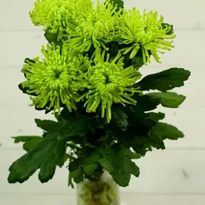 Chryzantema G ANASTASIA GREEN 55g