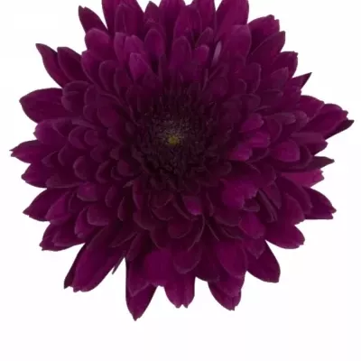 Chryzantéma G BARCA 65g