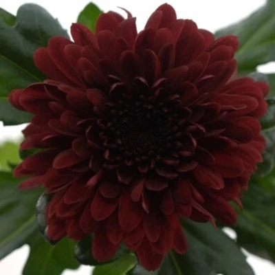 CHRYSANTHEMA G BARCA RED