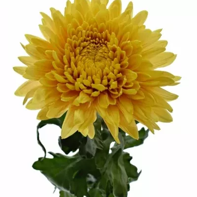 Chryzantéma G PANDION 80g