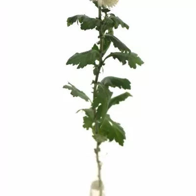 Chryzantéma G PING PONG 45g