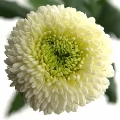 Chryzantéma G PING PONG 45g