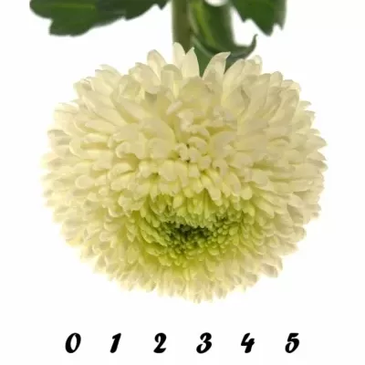 Chryzantéma G PING PONG 45g