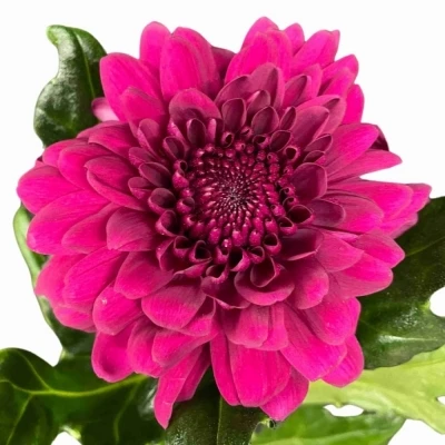 CHRYSANTHEMA G PIP PURPLE
