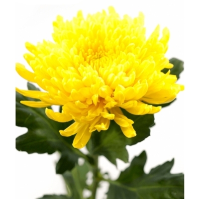 CHRYSANTHEMA G PJOTR