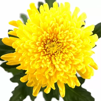 CHRYSANTHEMA G PJOTR