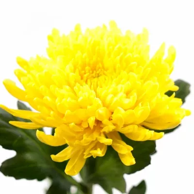 CHRYSANTHEMA G pjotr