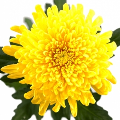 CHRYSANTHEMA G PJOTR