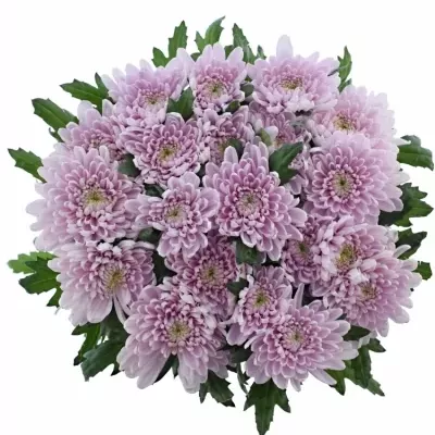 CHRYSANTHEMA G ROSSANO