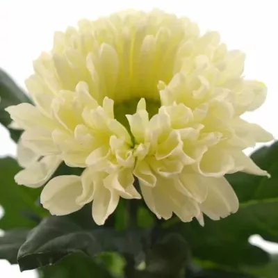 Chryzantéma G SHEIK 60g