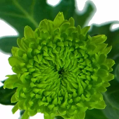 Chryzantéma G WASABI 60g