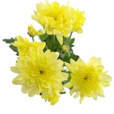 CHRYSANTHEMA G ZEMBLA CREAM