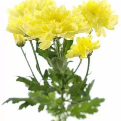 CHRYSANTHEMA G ZEMBLA CREAM