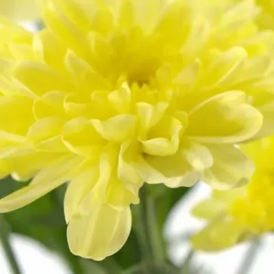 CHRYSANTHEMA G Zembla CREAM