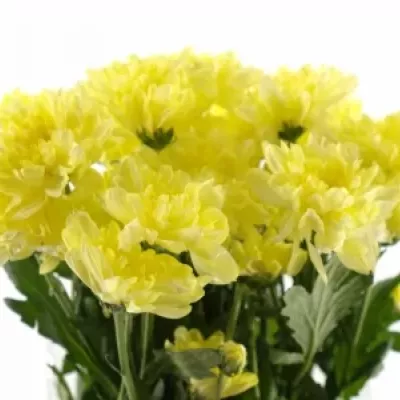 CHRYSANTHEMA G ZEMBLA CREAM