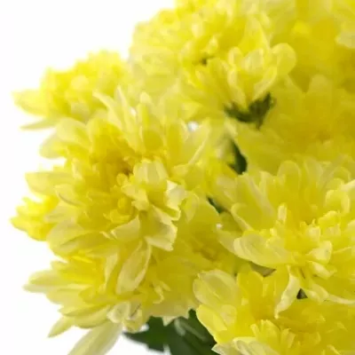 CHRYSANTHEMA G ZEMBLA CREAM