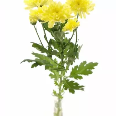 CHRYSANTHEMA G Zembla CREAM