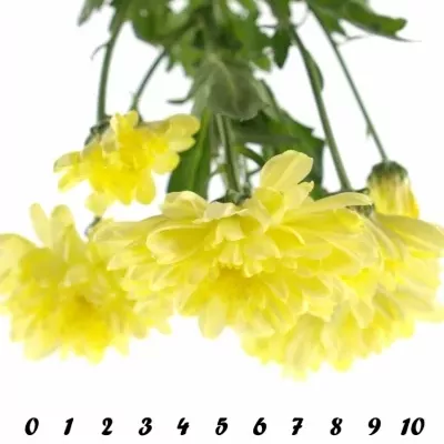 CHRYSANTHEMA G Zembla CREAM