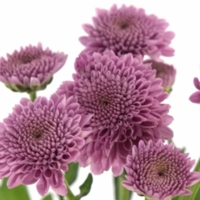 CHRYSANTHEMA SAN AAA NAVONA DARK