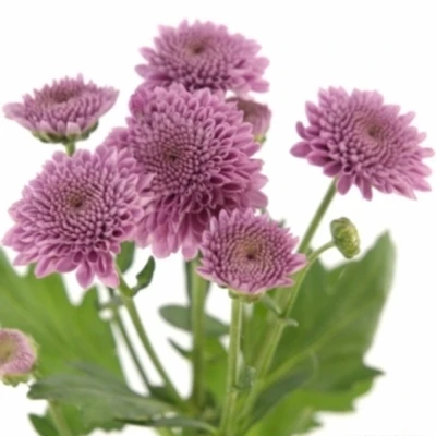 Chryzantéma SAN AAA NAVONA DARK 1000g