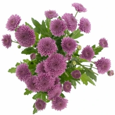 CHRYSANTHEMA SAN AAA NAVONA DARK