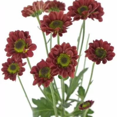 Chryzantéma SAN BLINK MARY 900g