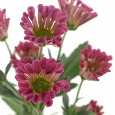 Chryzantéma SAN ELIVERA 750g