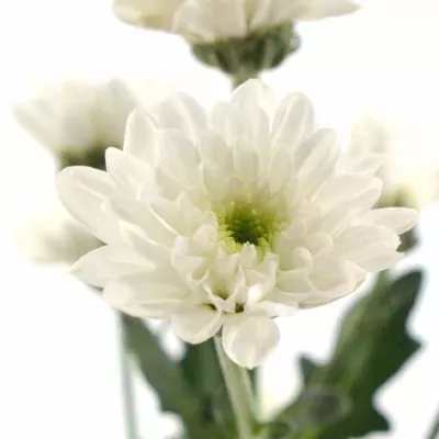 Chryzantéma SAN AAA ESCAPE 1100g