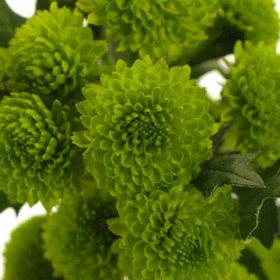 Chryzantéma SAN AAA GRASSLY 650g