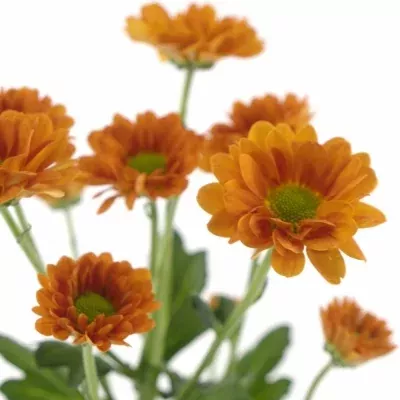 Chryzantéma SAN AAA HILDA 1100g