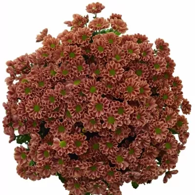 Chrysanthéma SAN LOTTE 1200g