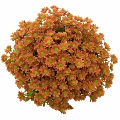 CHRYSANTHEMA SAN MADIBA OVADA ORANGE