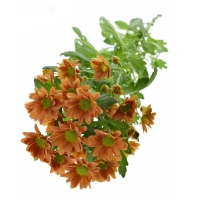 CHRYSANTHEMA SAN MADIBA OVADA ORANGE