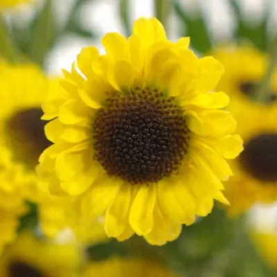 Chryzantéma SAN MADIBA TWIGA 1100g