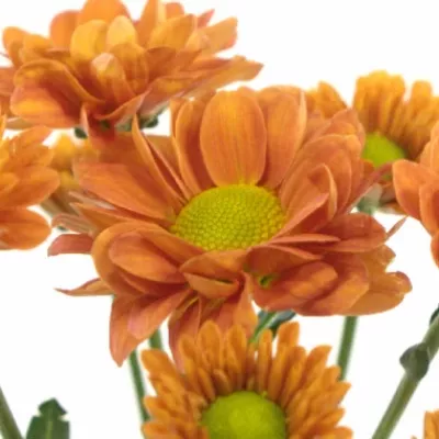 Chryzantéma SAN AAA MARINDE 900g